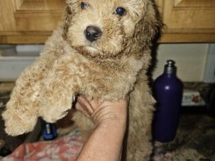 Miniature Poodle