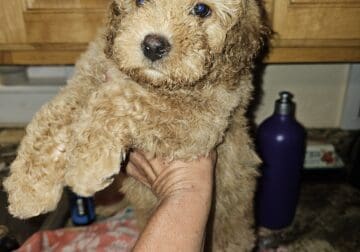 Miniature Poodle
