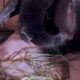 5 Holland Lops & All Supplies-$200
