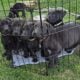 **Beautiful Lab Puppies** ONLY 2 LEFT (1M & 1F)