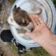 Border collie babies