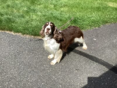 English Springer Spaniel