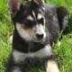 German Shepherd/Australian Shepherd Puppies