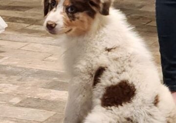 Puppies for sale!!