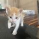 5 4-week-old kittens