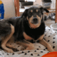 Sweet, smart dog looking for new home.