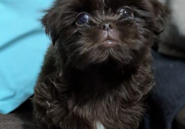Shih Tzu Red Liver male