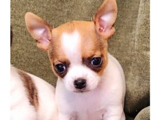 Beautiful Female Chihuahua pup