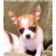 Beautiful Female Chihuahua pup