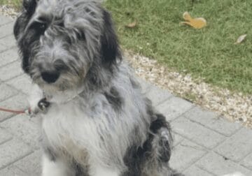 Bernedoodle