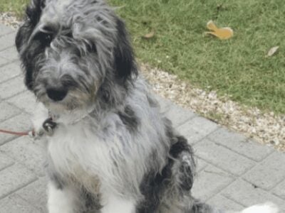 Bernedoodle
