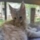 Orange Tabby Maine Coon