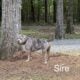 ABKC American Bully XL Puppies