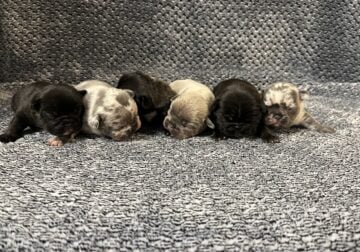 Frenchies