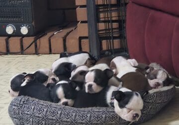 Boston Terrier Puppies