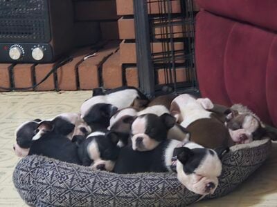 Boston Terrier Puppies