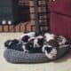 Boston Terrier Puppies