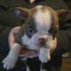 Boston Terrier Puppies
