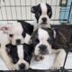 Frenchton bulldog puppies