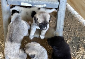 Registered Anatolian Shepherds