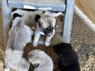 Registered Anatolian Shepherds
