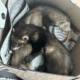 2 Female Young Ferrets