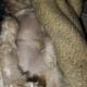 Malti-Mix female puppy 3 months
