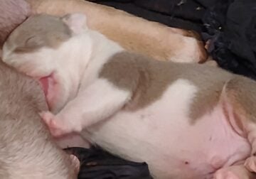 Puppies