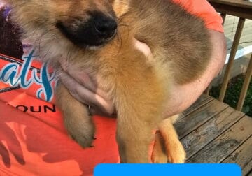 Pomchi puppies born 3/14/2025