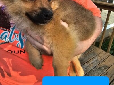 Pomchi puppies born 3/14/2025