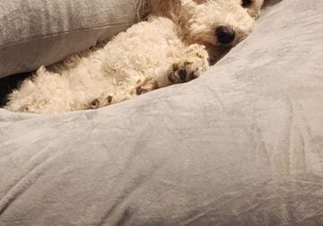 Meet Archie
