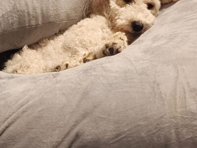 Meet Archie