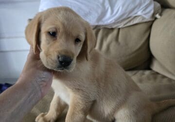 Handsome male lab pup