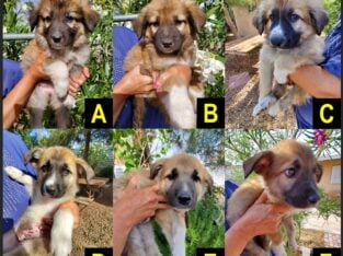 Great Pyrenees German Shepherd Puppies 4 M 2 F