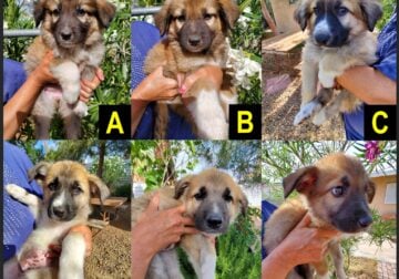 Great Pyrenees German Shepherd Puppies 4 M 2 F