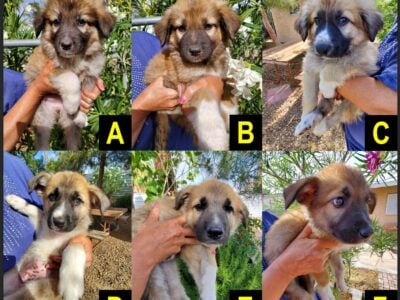 Great Pyrenees German Shepherd Puppies 4 M  ...