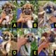 Great Pyrenees German Shepherd Puppies 4 M 2 F
