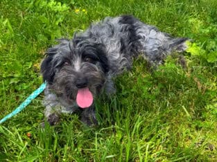 Male Aussiedoodle color, blue merle