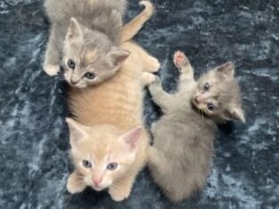 3 kittens up for adoption