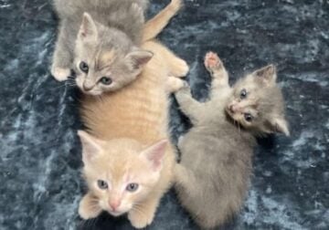 3 kittens up for adoption