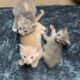 3 kittens up for adoption