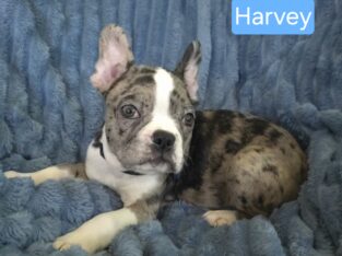 WEEKEND SPECIAL Harvey