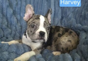 Harvey