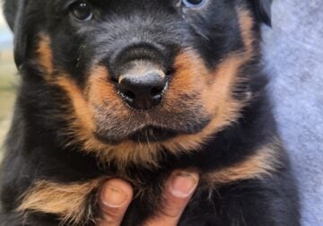 German male rottweiler puppies 900