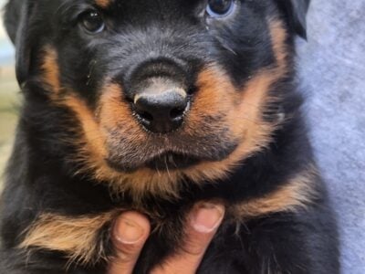 German male rottweiler puppies 900