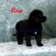 Rose at Bearheart Newfoundlands
