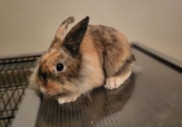 Lionheads and Fuzzy lops
