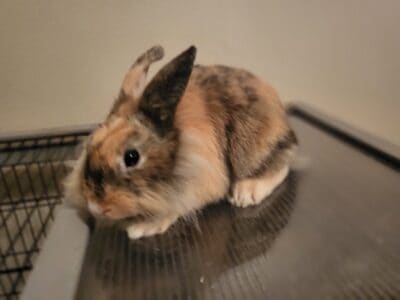 Lionheads and Fuzzy lops