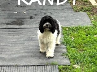Randy Male Cockapoo Puppy