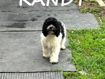 Randy Male Cockapoo Puppy
